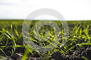 Young wheat seedlings growing on a field in autumn. Young green wheat growing in soil. Agricultural proces. Close up on