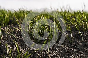 Young wheat seedlings growing on a field in autumn. Young green wheat growing in soil. Agricultural proces. Close up on