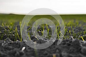 Young wheat seedlings growing on a field in autumn. Young green wheat growing in soil. Agricultural proces. Close up on