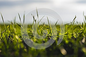 Young wheat seedlings growing on a field in autumn. Young green wheat growing in soil. Agricultural proces. Close up on