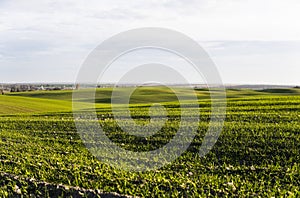 Young wheat seedlings growing on a field in autumn. Young green wheat growing in soil. Agricultural proces. Close up on