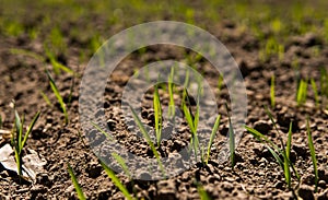 Young wheat seedlings growing on a field in a black soil. Spring green wheat grows in soil. Close up on sprouting rye on