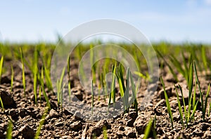 Young wheat seedlings growing on a field in a black soil. Spring green wheat grows in soil. Close up on sprouting rye on