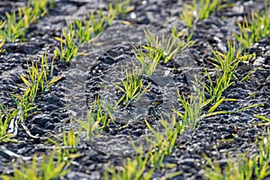 Young wheat seedlings growing in a field, Close up on sprouting wheat