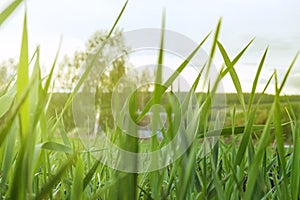 Young wheat seedlings growing in a soil. Concept of development of agriculture and agronomy, organic and environmentally friendly