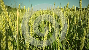 young wheat seeds macro. golden wheat ears are swaying by wind, closeup view in agricultural field in summer day