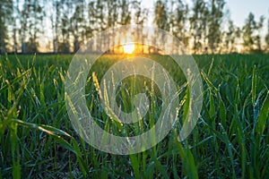 Young wheat shoots covered with morning dew on the background of sunrise, close-up