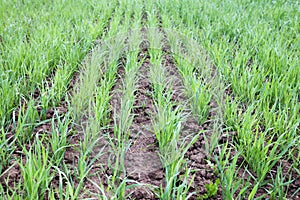 Young wheat sprouts