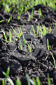 Young wheat sprouts close-up in the field on the soil. Farm business. Agriculture and agro-industry