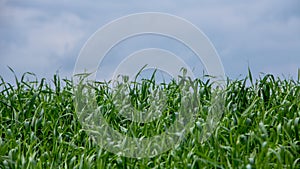 Young wheat sprouts, on the field, under the blue sky