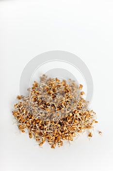Young wheat sprouts in a glass container on a white bac