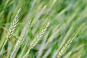 Young Wheat Stalks