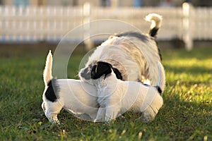 Young Whelp 6 weeks old . Beautiful Jack Russell Terrier mom dog with puppy. Bitch educates pups