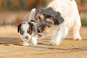 Young Whelp 6 weeks old . Beautiful Jack Russell Terrier mom dog with puppy. Bitch educates pups