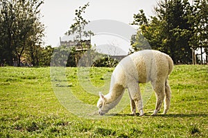 Young white alpaca on the old farm