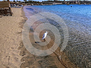 Young white bird of an Western cattle egret waiting for prey on the shore of the Red Sea on a beach in Sharm El Sheikh Egypt.