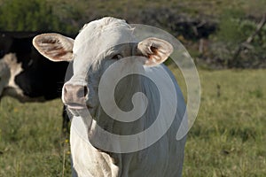 Young white Brahman breed cow