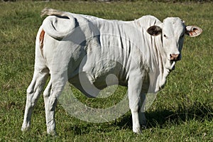 Young white Brahman heifer on pasture