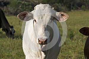 Young white Brahman heifer on pasture