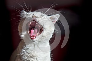 Young white British Shorthair cat yawning