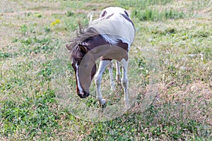 Young white and brown stallion with long mane walking on the green grass, grazing on a pasture. Domesticated horse.