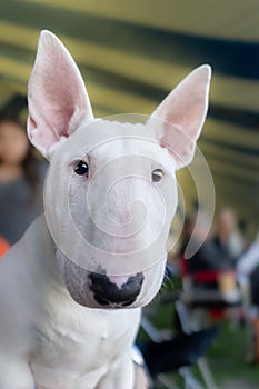 Young white bull terrier puppy up close