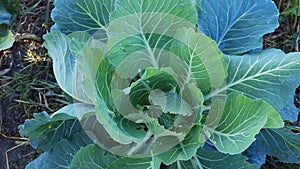 Young white cabbage plant covered with dew on the field