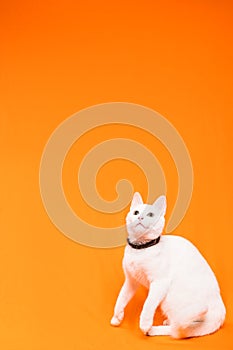 young white cat attentively looks up on orange background photo