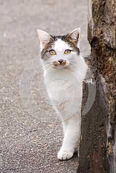 Young white cat hiding behind a wall