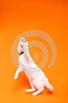 young white cat jumping with paw up on orange background photo