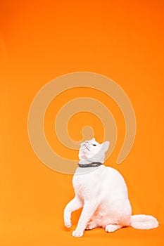 young white cat looking up with raised paw photo