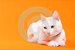 young white cat sitting on orange background looking curious photo