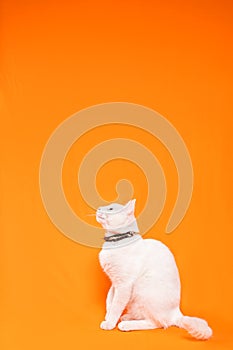 young white cat on orange background, space for text photo