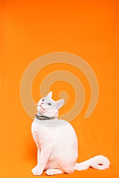 young white cat on orange background, space for text photo