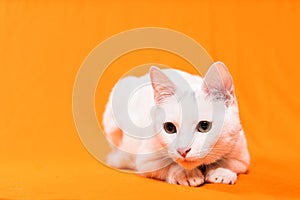 young white cat sitting with orange background photo