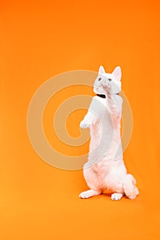 small white cat stands on two legs to reach something, orange background photo