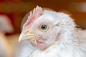 Young white chicken portrait in cage