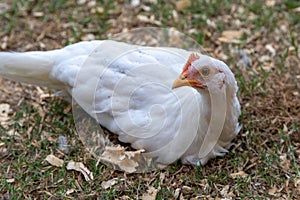 Young white chicken sitting on ground