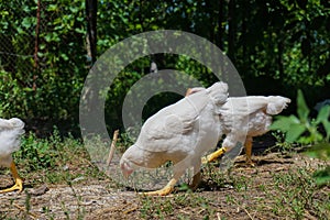 Young white chickens eating on the ground