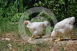 Young white chickens eating on the ground