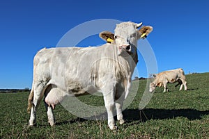 young white cows on green meadow