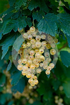 Young white currant branch with green leaves and ripe berries