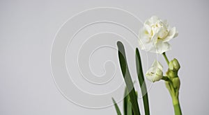 Young white daffodil on white background with space for text