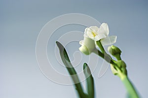 Young white daffodil on white background with space for text