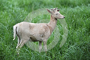 Young white deer, Summer season