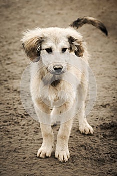 Young white dog