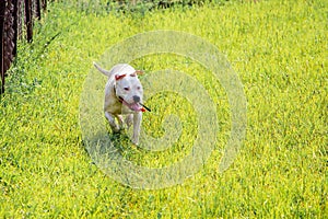 Young white dog breed pitbull running through green grass. Walk