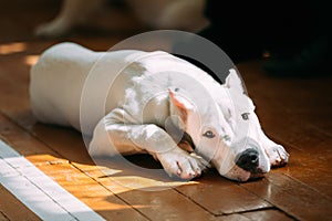 Young White Dogo Argentino Dog laying On Wooden