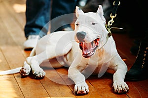 Young White Dogo Argentino Dog laying On Wooden