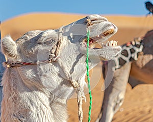 Young white dromedary camel grunting mouth open.